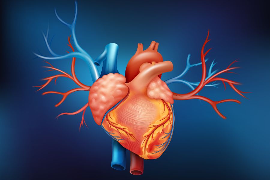 Coração humano 3D